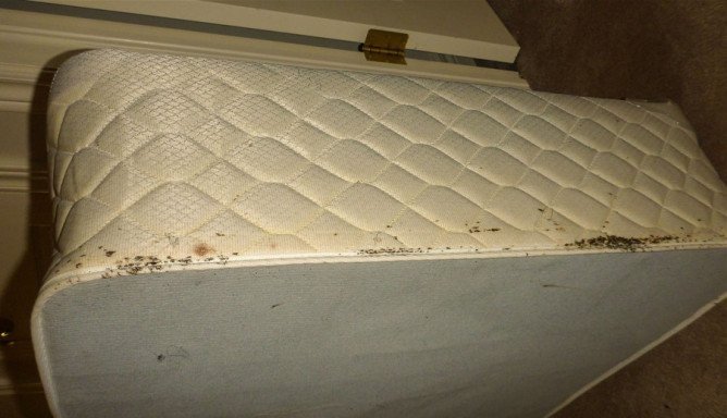 Бояться домашні клопи хлорки, води або морозов