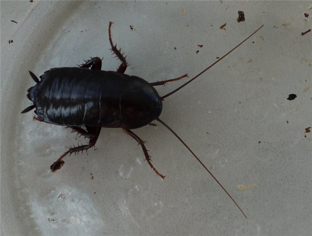 Чорний тарган: як позбутися шкідника Чорний тарган: як позбутися шкідника