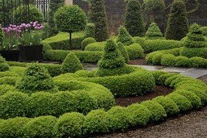 Туя Брабант: садимо найдинамічніший і високий чагарник на своїй ділянці