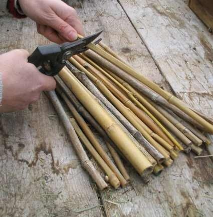 Оригінальні народні засоби для боротьби з попелиць на перцях