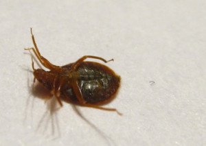 Скільки живуть клопи без крові: особливості життя клопів без їжі