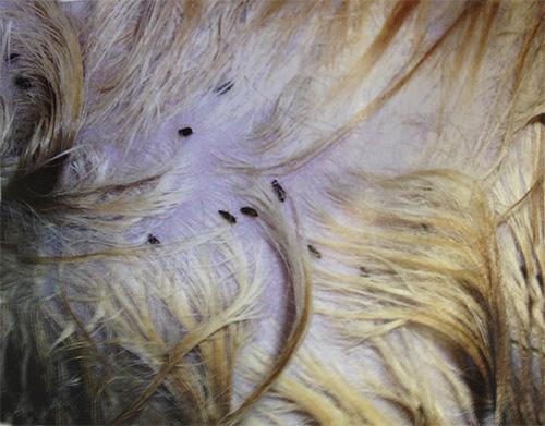 Блохи у кішок і методи позбавлення від них