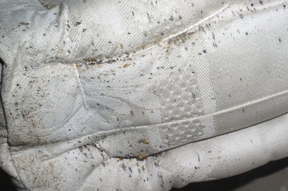 Хто такі постільні кліщі і як від них позбавитися