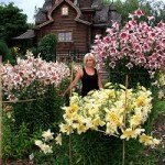 Квітка лілії з паперу своїми руками: різні способи, покрокові інструкції зі схемами