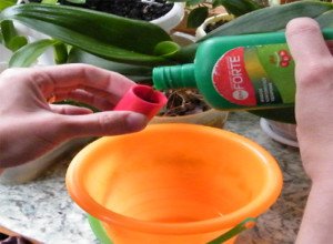 Добрива для орхідей — вибираємо кращий вид підгодівлі для цвітіння в домашніх умовах