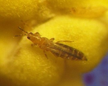 Пшеничний трипс: як врятувати урожай?