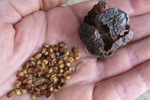 Вирощування туї з насіння: особливості посадки і догляду в домашніх умовах