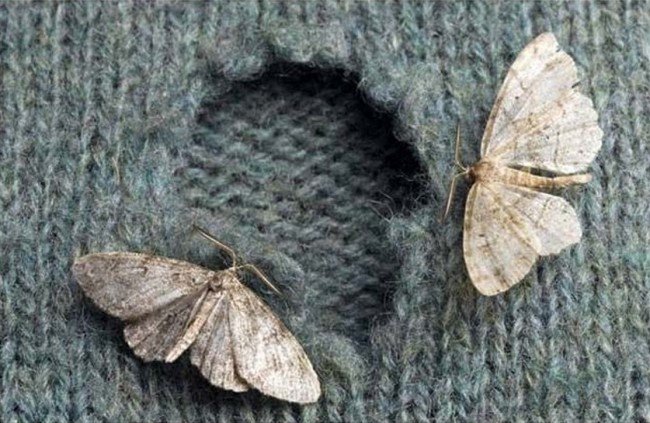 Як швидко позбутися від молі в квартирі: будинок без комах