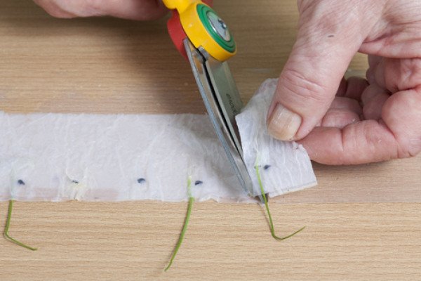 Посів насіння петунії на туалетний папір в пляшці — простий і ефективний метод вирощування розсади