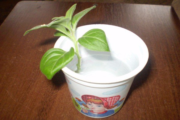 Як правильно прищипувати петунію: необхідні умови і корисні рекомендації по проведенню процедури