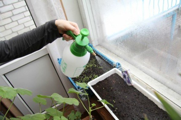 Підгодівля петунії в домашніх умовах: вибираємо добрива для насіння і розсади грамотно