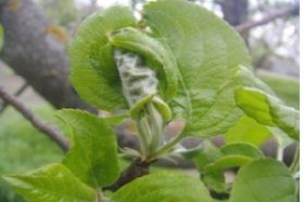 Вирощування сливи в саду: посадка, догляд та прийоми агротехніки для забезпечення високої врожайності