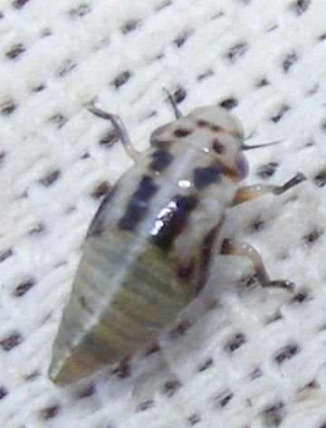 Суничний кліщ і його друзі шкідники суниці