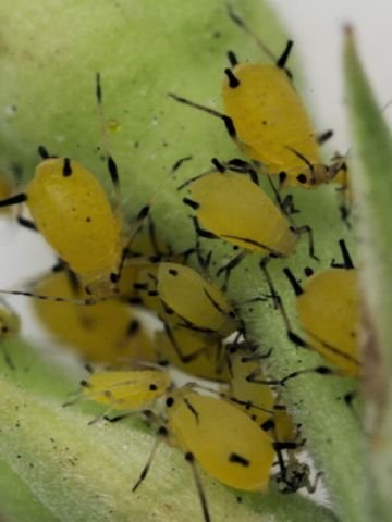 Найефективніші методи боротьби з шкідниками моркви: морквяної листоблошкой, слимаками, озимої совкой