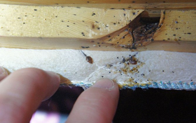 Як знищити домашніх клопів