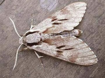 Домашні паразити комахи: їх особливості та методи боротьби