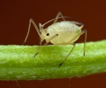 Найнебезпечніші шкідники баклажанів і ефективна боротьба з ними інсектицидами та народними способами