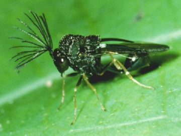 Найбільш ефективні заходи боротьби зі східною плодожеркою на персику