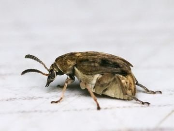 Квасолева зернівка: опис і ефективні методи боротьби в домашніх умовах