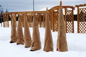 Найпопулярніші сорти туї східної — Біота і Гармонія: характерні особливості та правила догляду