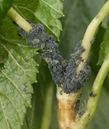 Опис найбільш поширених у Європі видів попелиці: персикова, побеговая, звичайна, картопляна та інші