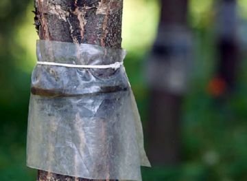 Правильне використання пестицидів для хімічного методу захисту рослин від шкідників