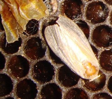 Воскова міль — застосування шкідника з метою лікування