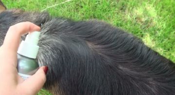 Як вибрати ефективний засіб від бліх для собак і цуценят