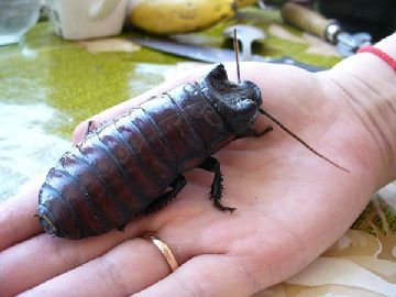 Змова від тарганів   це працює?