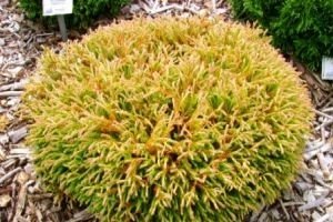 Огляд трьох сортів західної низькорослої і карликової туї Голден: Глоб, Таффет і Європа Голд