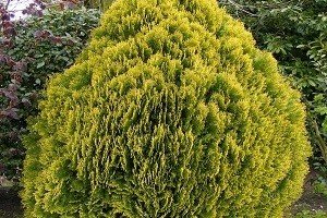 Зразок порядку і гармонії — туя східна Ауреа Нана: характерні особливості