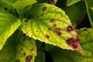 Кімнатна гортензія в домашніх умовах: рекомендації по посадці і поради по догляду