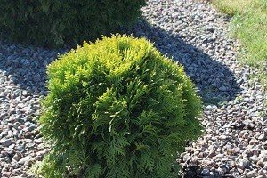 Кулясті туї — справжня прикраса садового ландшафту: опис сортів та особливості вирощування