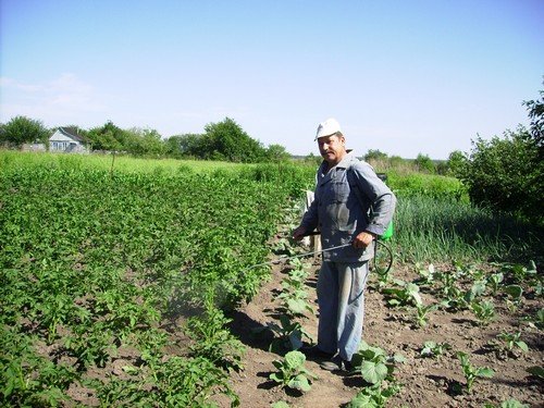 Народні засоби від колорадського жука – надійний захист ваших посадок!