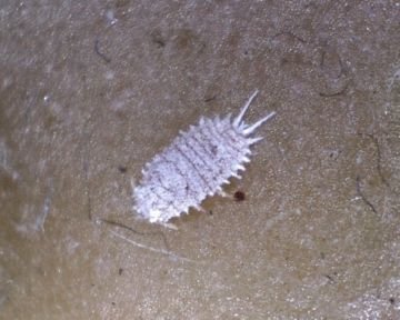 Борошнисті червці   білі грудочки на кімнатних рослинах