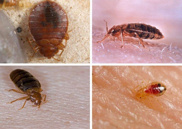 Постільні клопи: фото, зображення, картинки