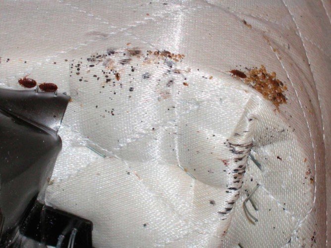 Де ховаються клопи: місця проживання і розмноження