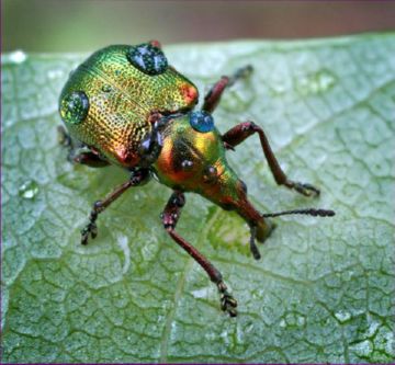 Як правильно провести боротьбу і захист винограду від шкідників