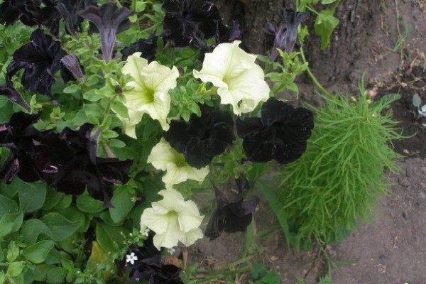 Петунії серії Софістика — рясноквітучі рослини унікальною забарвлення з запашним ароматом