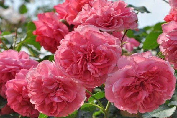 Плетисті троянди: 20 найефектніших сортів за відгуками розоводов