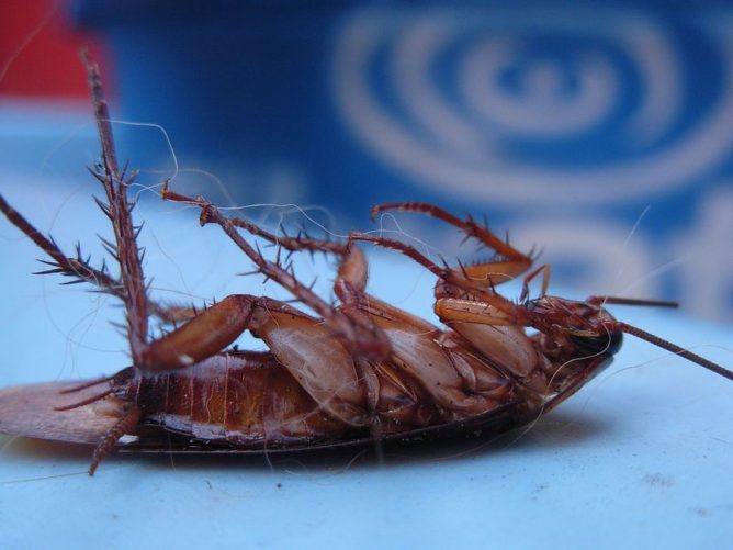 Тарган прусак: як позбутися в домашніх умовах Тарган прусак: як позбутися в домашніх умовах