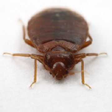 Знищення клопів в Санкт Петербурзі Знищення клопів в Санкт Петербурзі