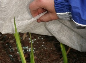 Підготовка рослин до зими: обрізка, укриття та інші прийоми захисту від холоду, рекомендації фахівців і фото