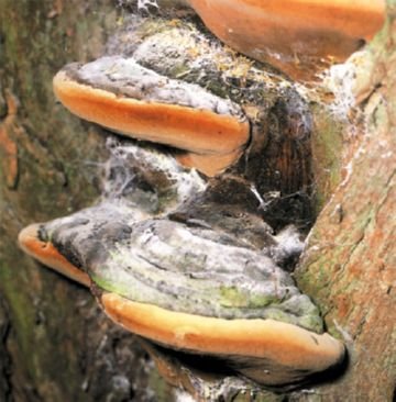 Несправжній трутовик та інші комахи: хто шкодить вишневим деревах