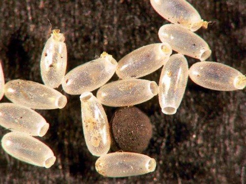 При якій температурі вмирають клопи і гинуть їхні яйця?