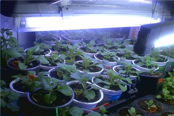 Петунія Джоконда каскадна: індивідуальні особливості сорту, нюанси вирощування та догляду