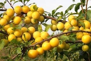 Китайська зливу: опис сортів та секрети фахівців по догляду