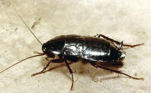 Домашні таргани: види, розмноження та особливості розвитку