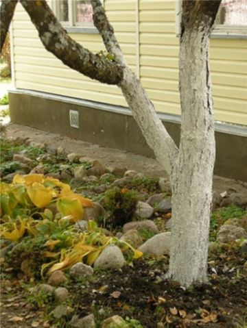 Як приготувати розчин для побілки стовбурів та великих гілок плодових дерев і як правильно нанести побілку