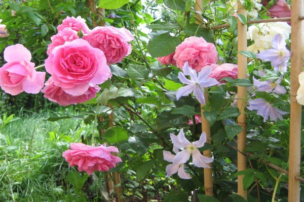 Плетисті троянди: 20 найефектніших сортів за відгуками розоводов